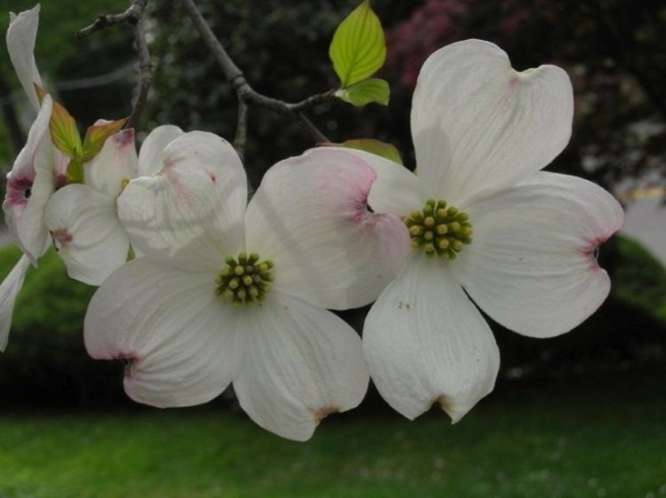 dogwood-trädgård-ros-färg-romantisk-design-lättskött