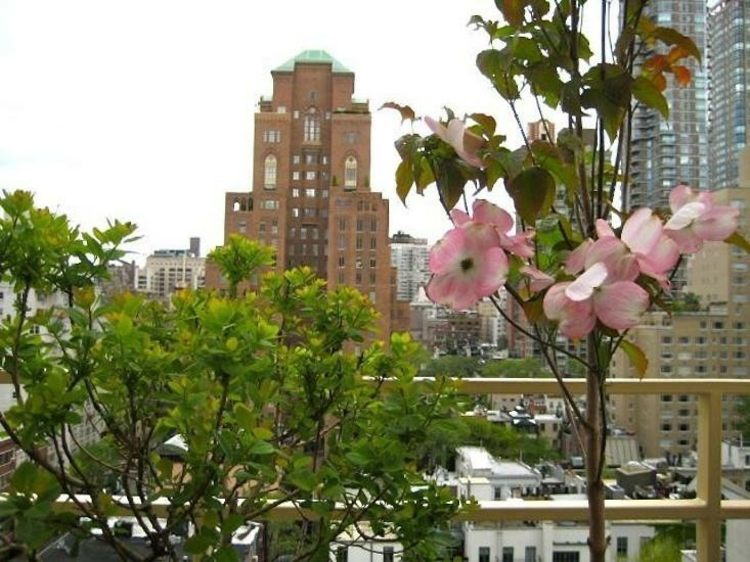 dogwood-trädgård-tak-träd-kompakt-storlek-new-york-balkong