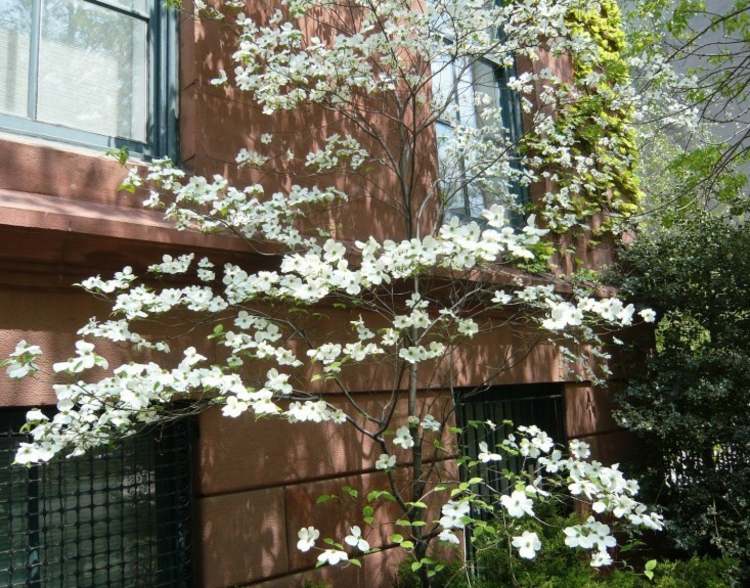 dogwood-trädgård-fasad-sten-brun-moderna-växter-vit