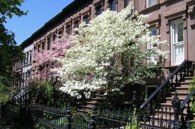 dogwood-trädgård-framgård-idé-metall-staket-stad-inspiration