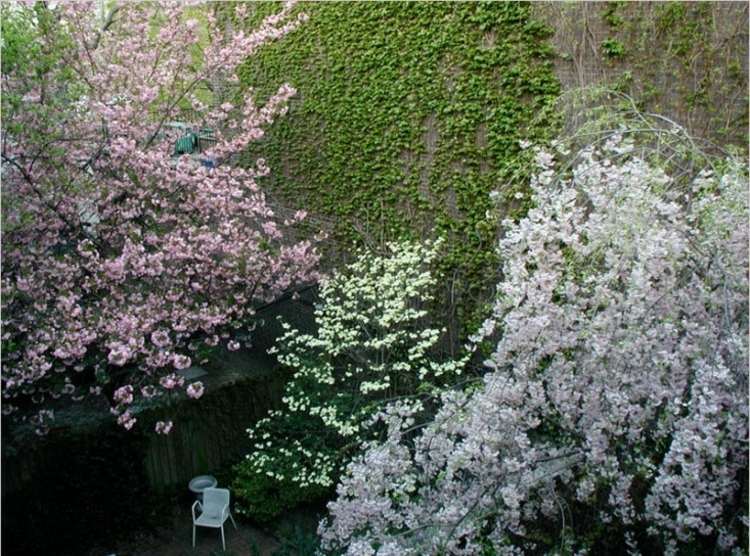 dogwood-trädgård-vit-rosa-träd-murgröna-klättring-växt-vägg-frodig