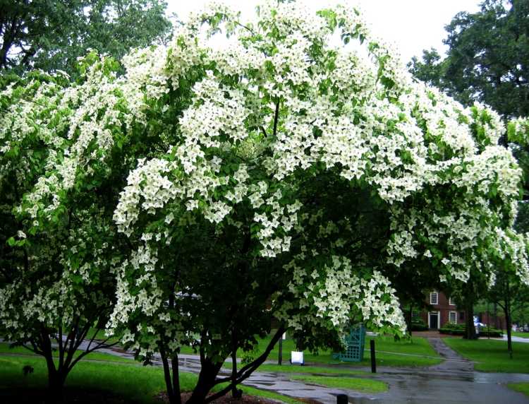 dogwood-garden-ueppig-kousa-japan-art-lättskött