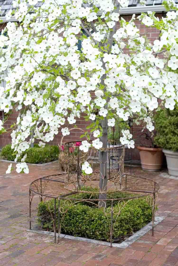 dogwood-trädgård-bänk-metall-häck-boxwood-vintergröna-terrass-accent