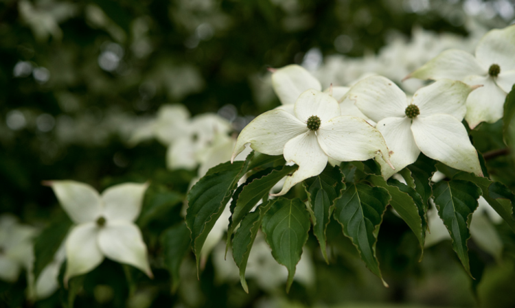 kornel i trädgården cornus-kousa-japansk-konst-vit-blomning-idé