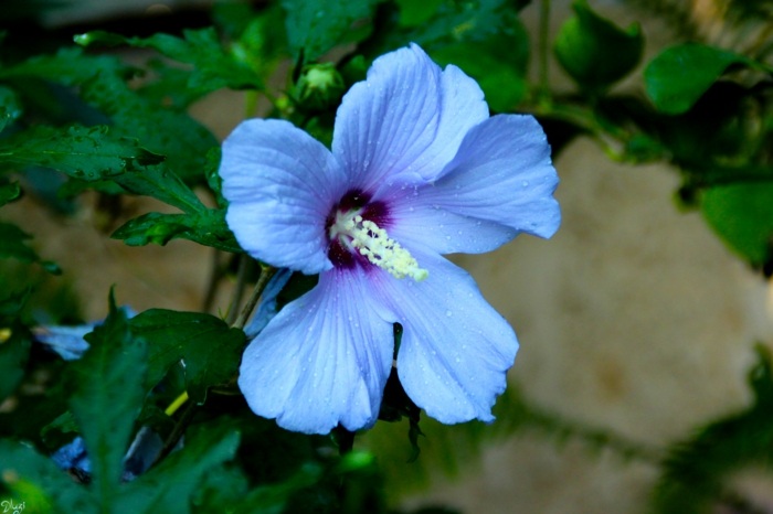 Blå-hibiskus-gröna-blad