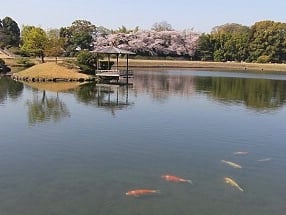 inslag av japansk trädgårdsmark