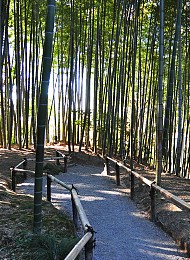 inslag av japansk trädgårdsbambu