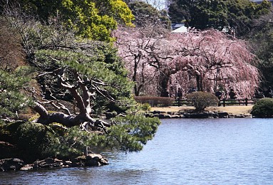 inslag av japanska trädgårdsflodväxter
