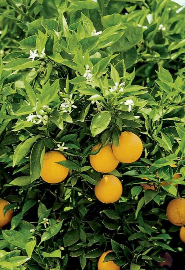 trädgårdsidéer av dave kelly citronträd