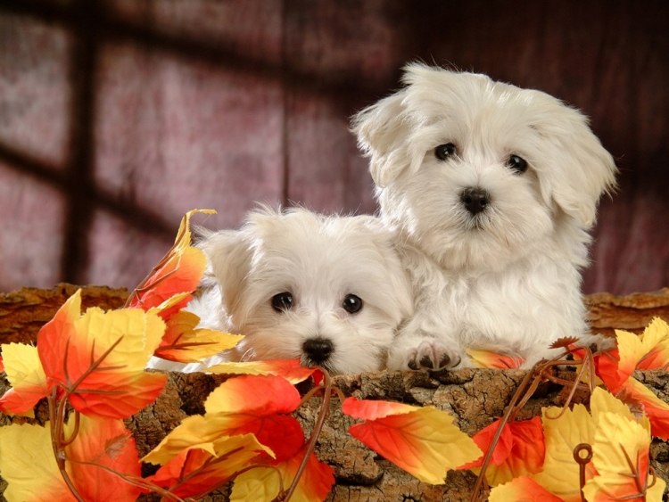 maltesisk-hund-egenskaper-husdjur-två-valpar-vit-söt-söt