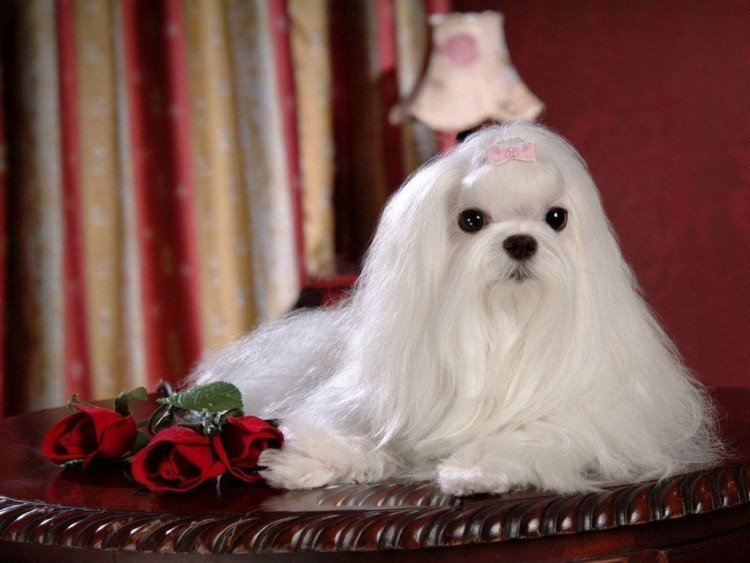 maltesisk-hund-egenskaper-husdjur-vitt-långt-hår-ros-skytte
