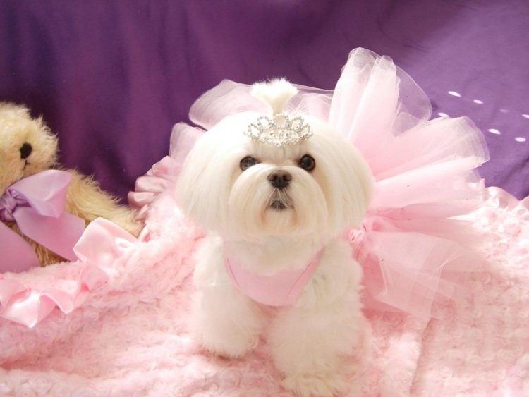 maltesisk-hund-egenskaper-husdjur-rosa-tutu-flicka-kronprinsessa