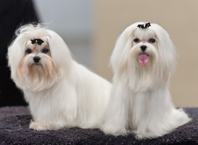två-maltesiska-hundar-utställning-bild-vit