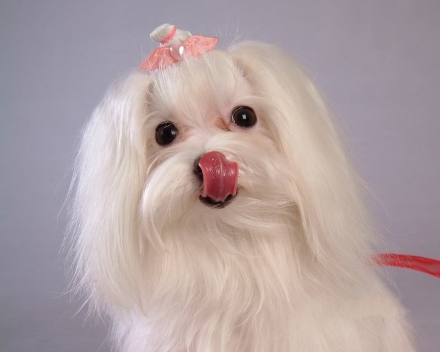 Malteser-hund-med-glänsande-ögon-vit-päls