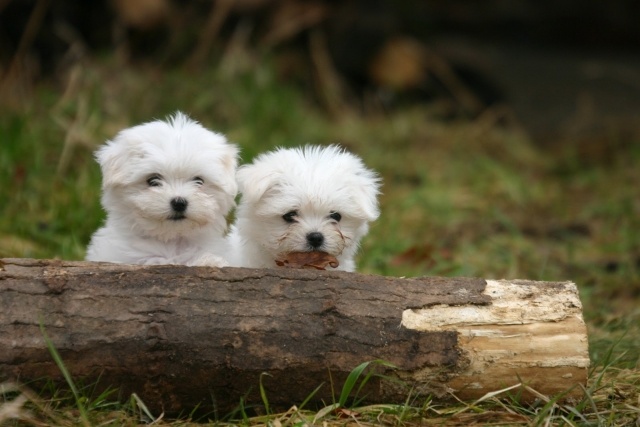 Maltesisk-hund-kram-liten-två-vit
