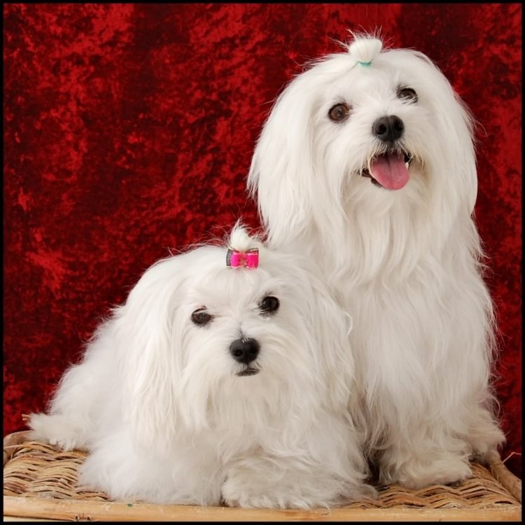 maltesisk-hund-egenskaper-husdjur-vit-par-tjej-pojke-söt-söt