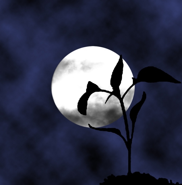 Månekalender populära trädgårdsmästare tror att force moon night
