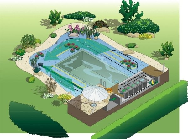naturlig pool simdamm projekt konstruktion rengöringsprocesser