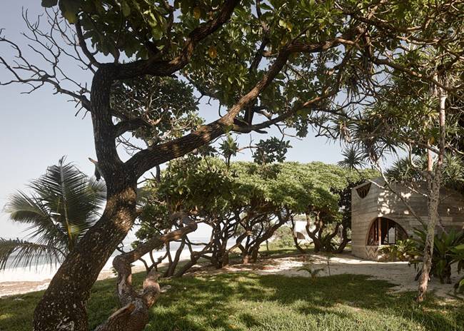 palmer palisander träd skog hotell poolområde betongkonstruktioner