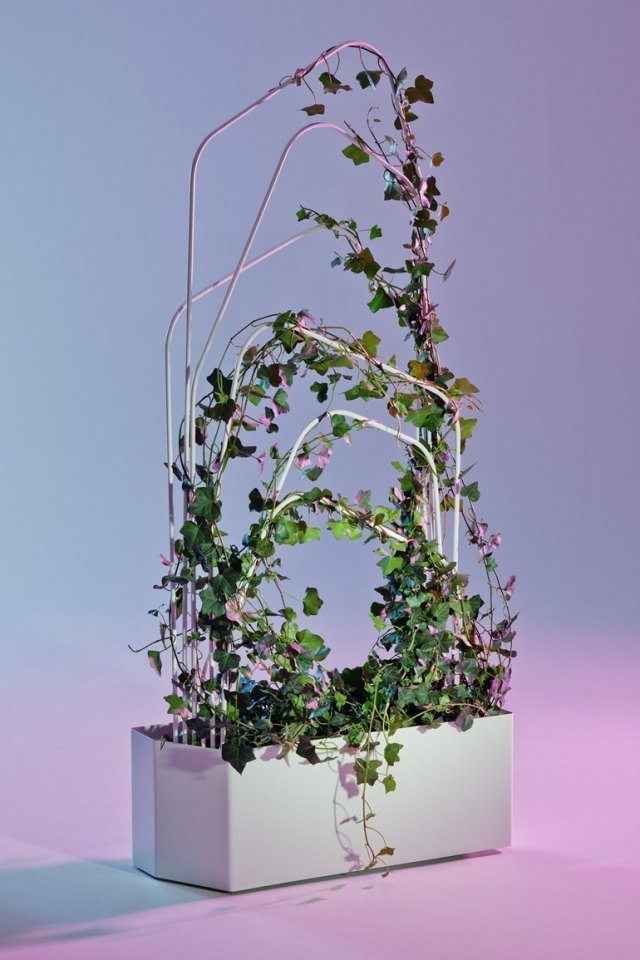 Växtlåda med spaljé-metall-vit-murgröna-planterad