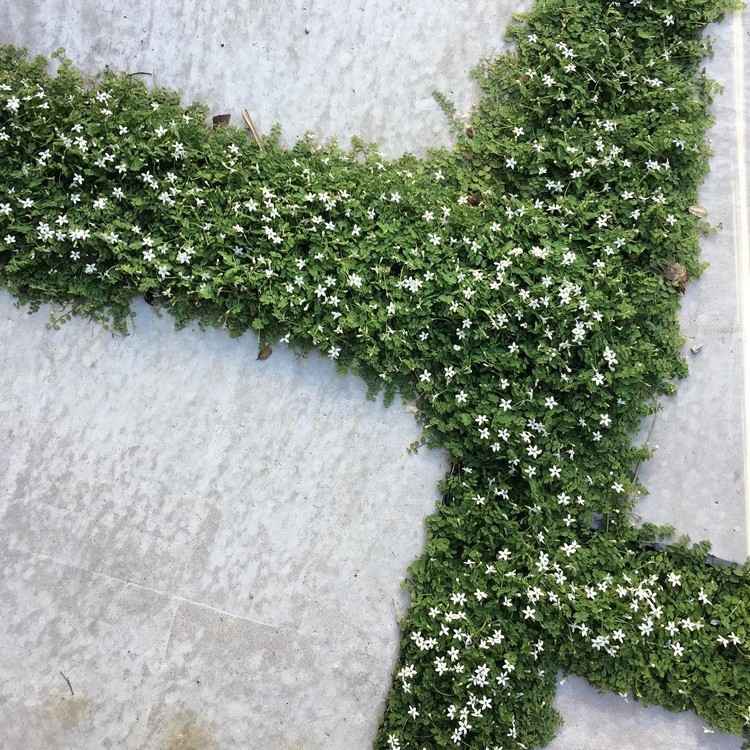 Markskydd mellan slitplattor, blå bobbleheads, små blommor