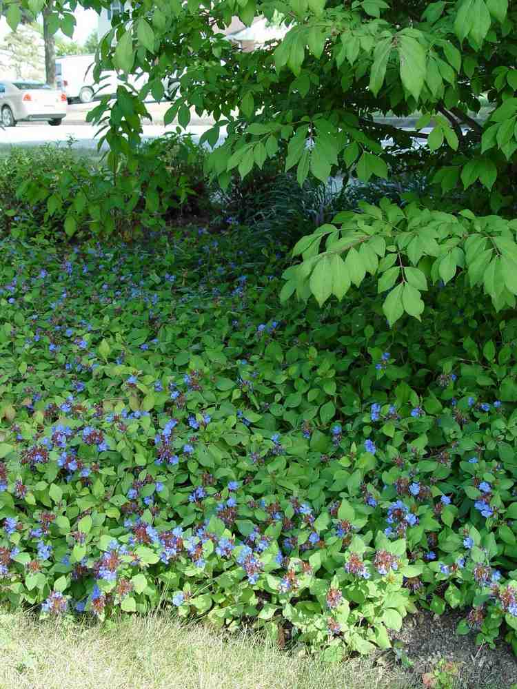 matchande växter markskydd blå blyrot