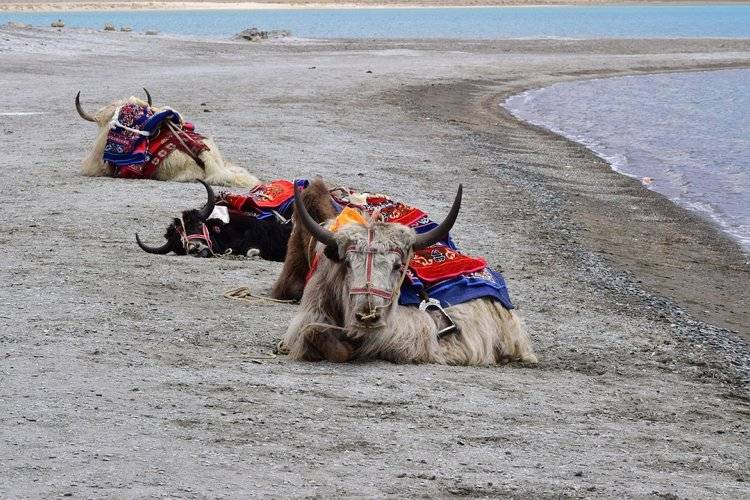 Bhutanesisk yak kopplar av på stranden