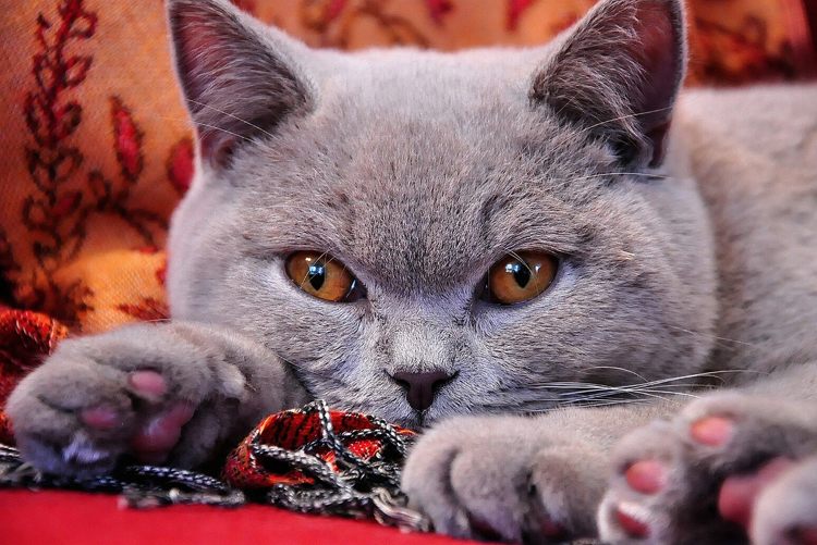 Renrasiga katter-karaktärsdrag-lättskött-grå-brittisk-korthår