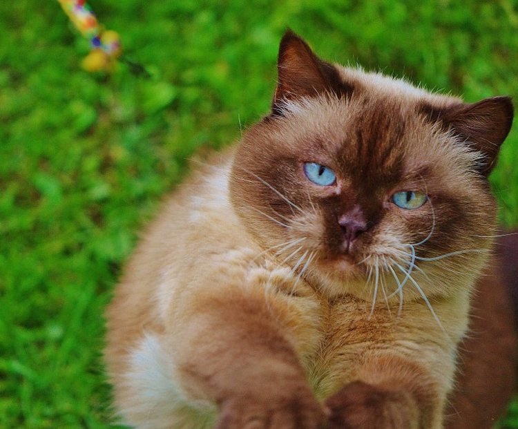 stamtavla-katt-brittisk-korthår-brun-grädde-blå-ögon
