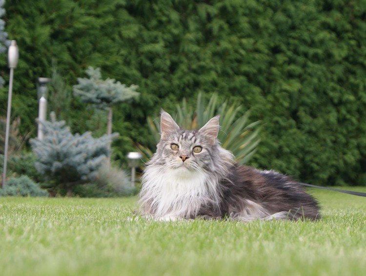 stamtavla-katter-karaktär-långt-hår-stort-fritt-område-menkun-egenskaper