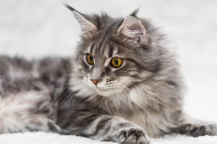 stamtavla-katter-karaktär-långhår-kattunge-maine-coon