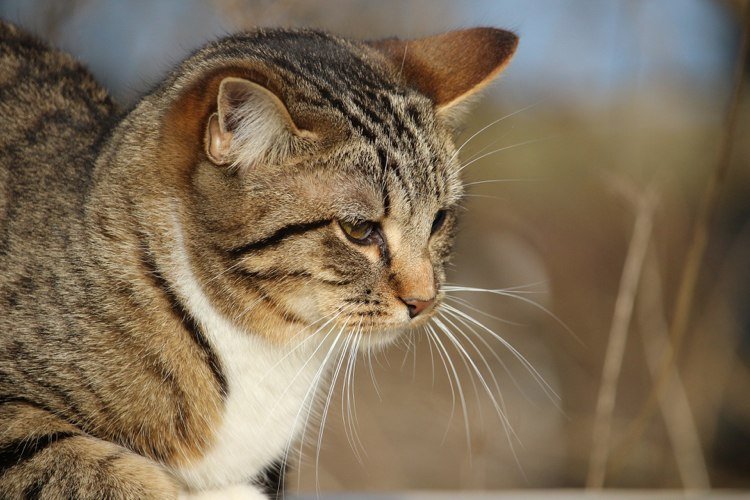 stamtavla-katter-karaktärsdrag-lättskött-europeisk korthårskatt