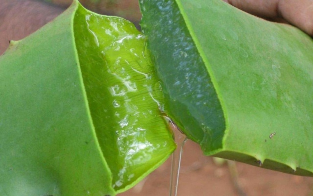 Plantera aloe vera vatten häll användbara tips