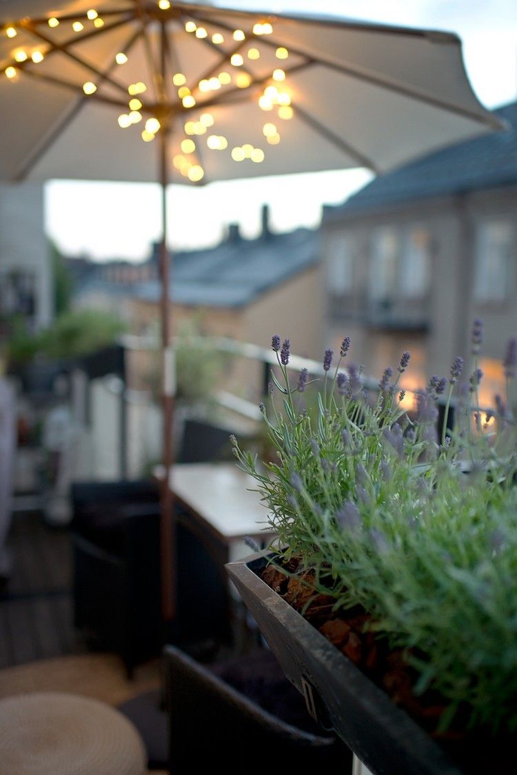 Ordna balkongväxter lavendel-balkong-låda-parasoll-sagoljus