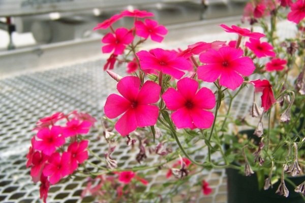 Balkongplanteringsvårdstips Flammblommor är lätta att ta hand om