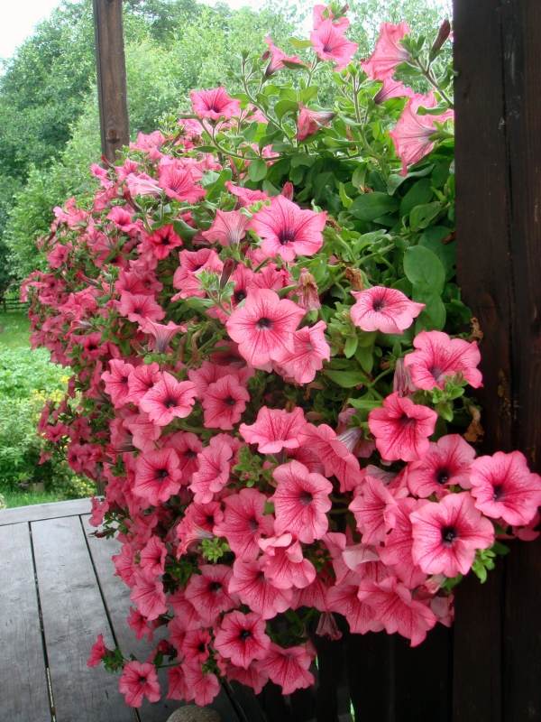 balkong med växter rosa petunia i blomlåda