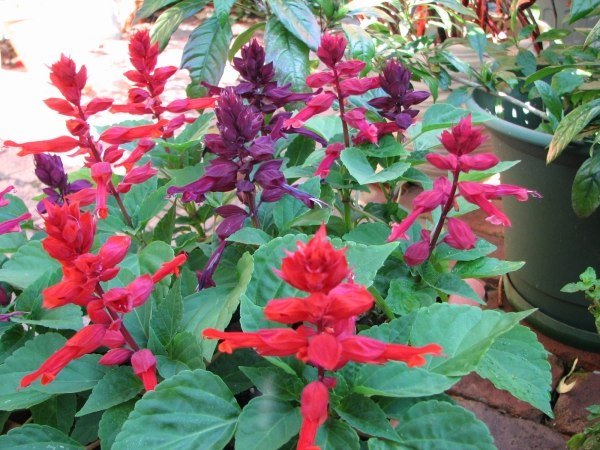 idéer för lättskötta balkongväxter-eldsalvia Salvia-splendens