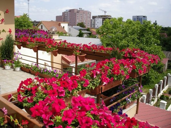 balkongväxter som ordnar trädgårdens urbana utrymmen grönare