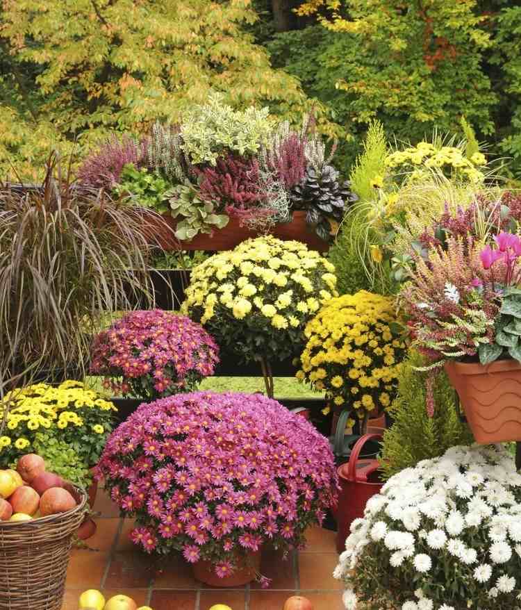 Höstblommor till balkongen blomlådor-balkong-växter-höstfärger