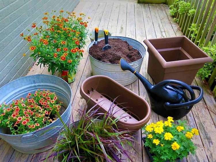 Höstblommor för balkonger blomlådor-växt-jord-vattenkanna