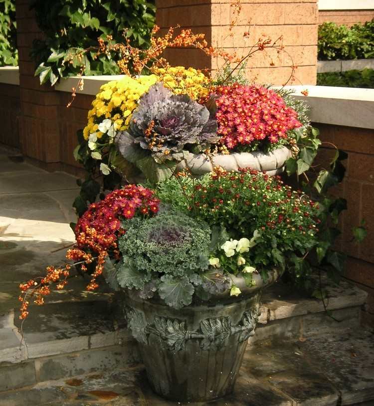 Höstblommor för balkong balkonglådor-blomlådor-plantering-höstväxter