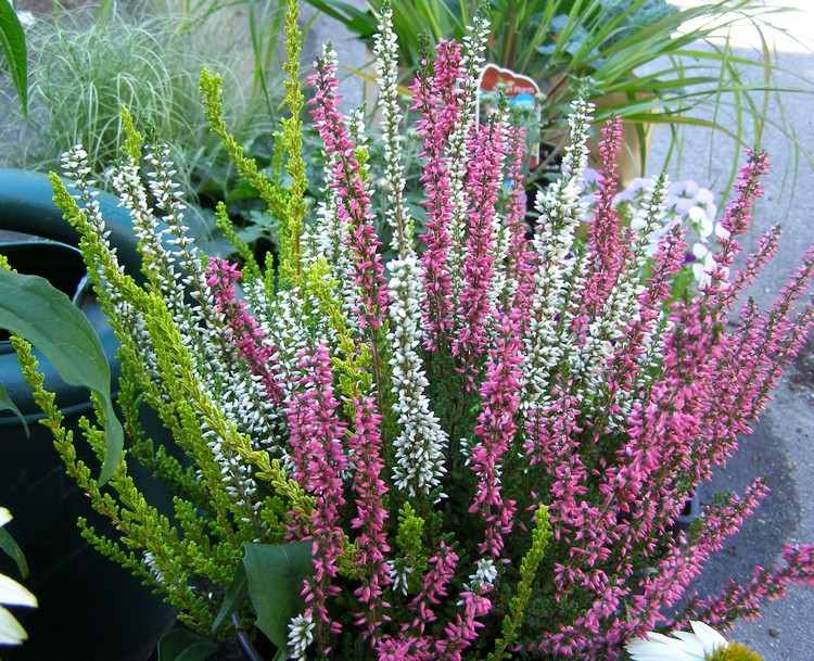 höst-blommor-balkong-ljung-växt-ljung-vit-grön-lila