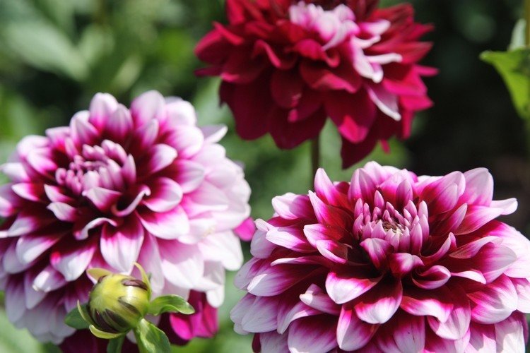 höst-blommor-dahlia-vit-rosa-vackra-blommor-höst-växter