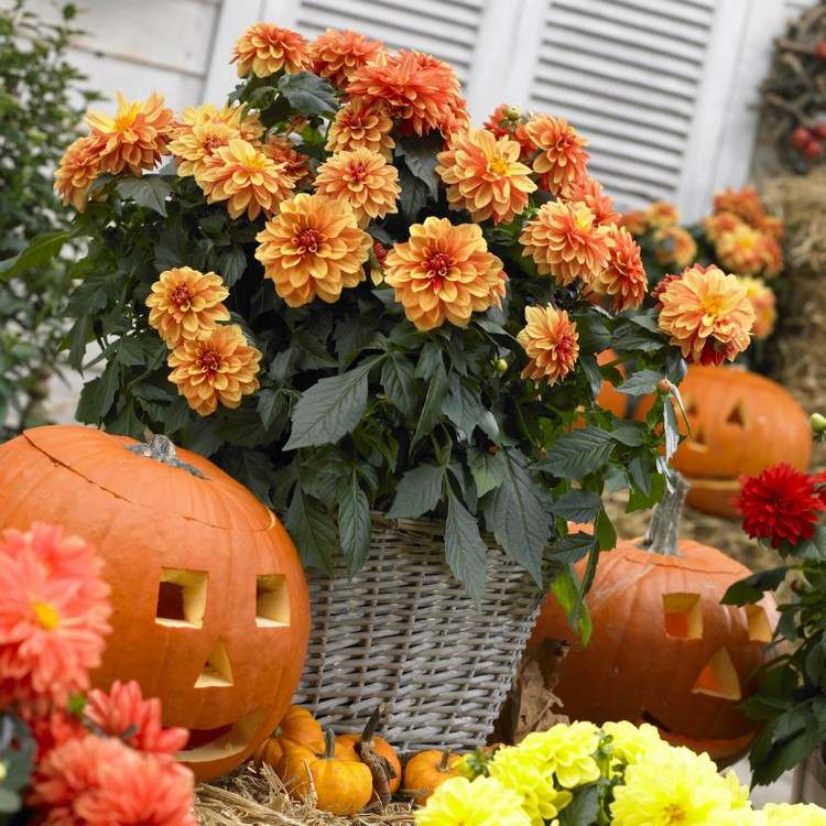 höst-blommor-balkong-höst-dekoration-dahlior-apelsin-pumpa-ansikte