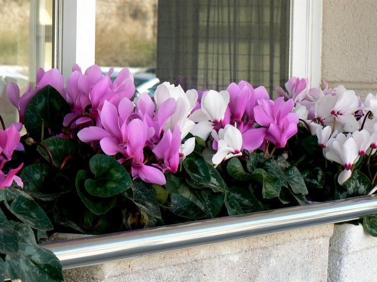 höstblommor-balkong-cyklamen-blommande-lila-vit-balkongskärm