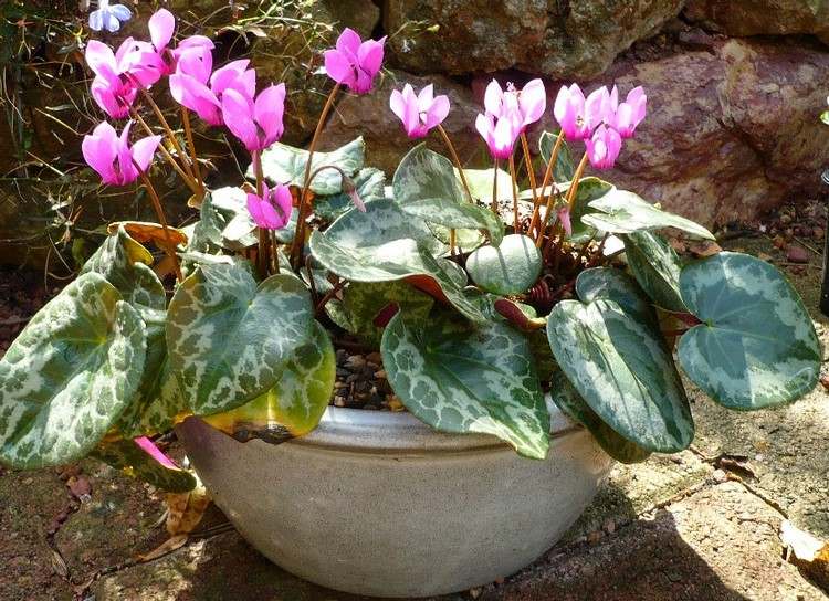 höst-blommor-balkong-blomma-låda-cyklamen-lila-färg-blad-färgning