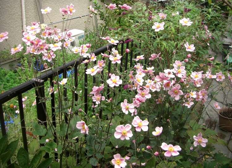 höst-blommor-balkong-höst-anemoner-känslig-rosa-balkong-parapet-dekoration