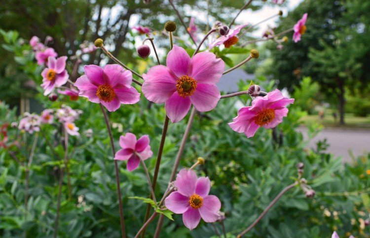 höst-blommor-balkong-plantering-höst-anemon-japonica-lila-blommor