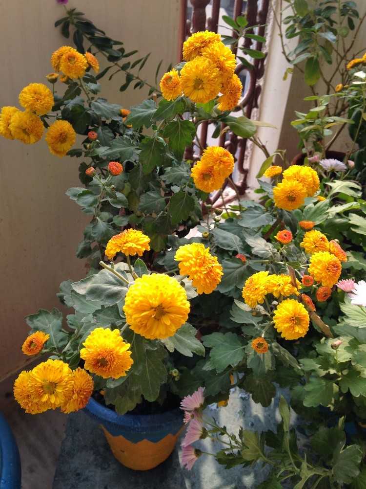 höst-blommor-balkong-gul-krysantemum-blomkruka-balkong-växter