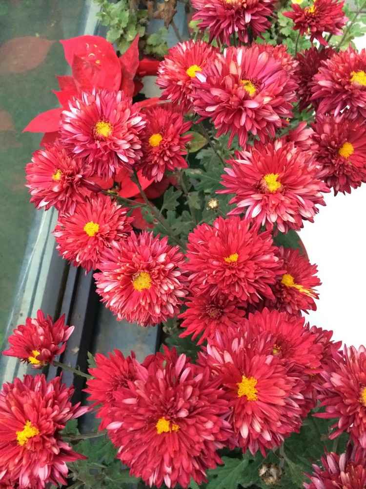 höst-blommor-balkong-röda-krysantemum-gröna-blad-balkong-räcken
